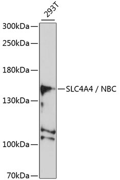 SLC4A4 Antibody