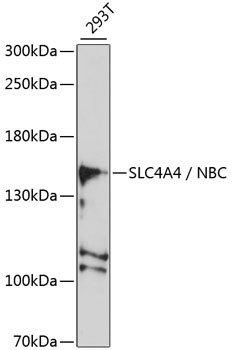 SLC4A4 / NBC Antibody