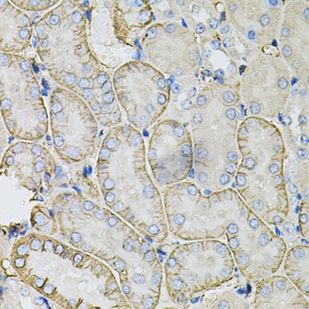 SLC4A4 / NBC Antibody