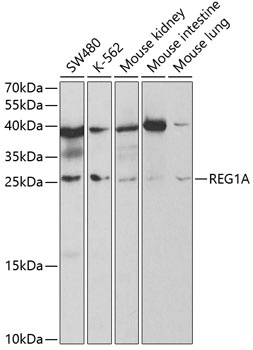 REG1A Antibody