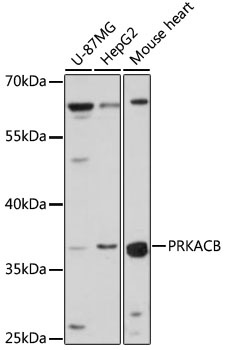 PRKACB Antibody