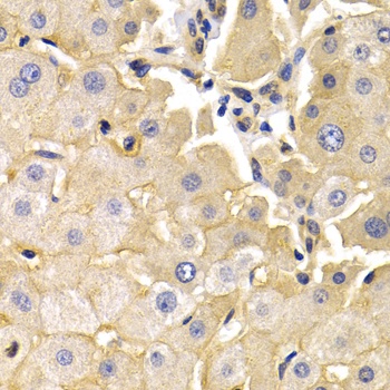 KLKB1 Antibody