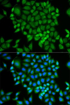 GLRX Antibody