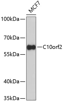 TWNK Antibody