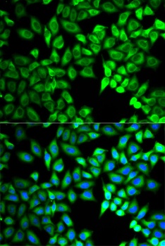 TWNK Antibody