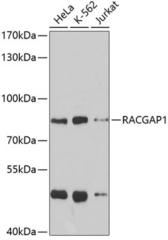 RACGAP1 Antibody