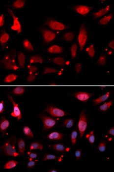 RACGAP1 Antibody