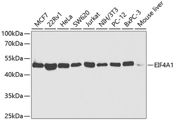 EIF4A1 Antibody