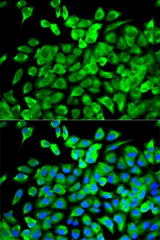 EIF4A1 Antibody