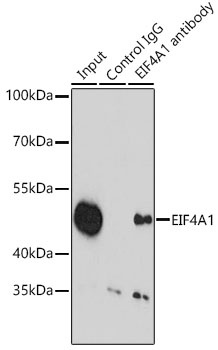EIF4A1 Antibody