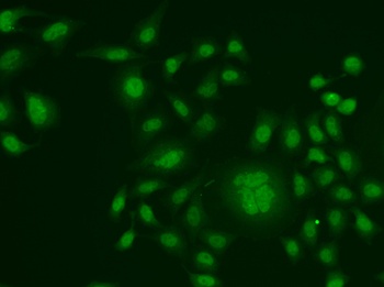 ERCC1 Antibody