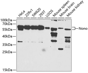 NONO Antibody