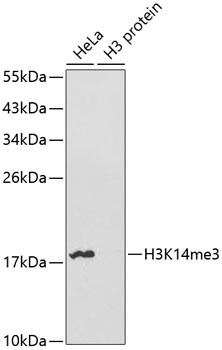 TriMethyl-Histone H3-K14 pAb