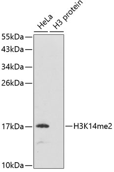 DiMethyl-Histone H3-K14 pAb