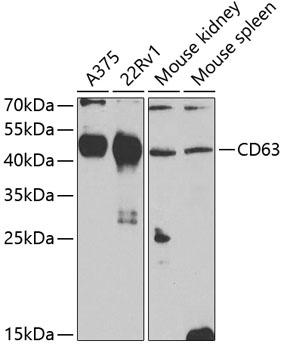 CD63 Antibody
