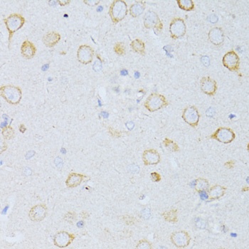 CD63 Antibody