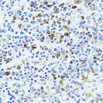 CD63 Antibody