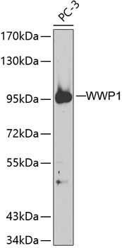WWP1 Antibody