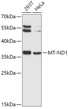 MT-ND1 Antibody