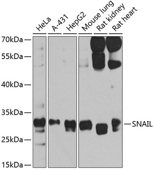 Snai1 Antibody