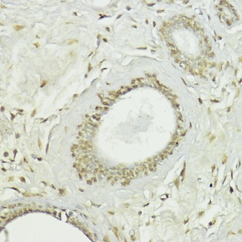 Snai1 Antibody