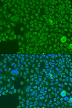 Snai1 Antibody