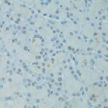 GTF2H2C Antibody