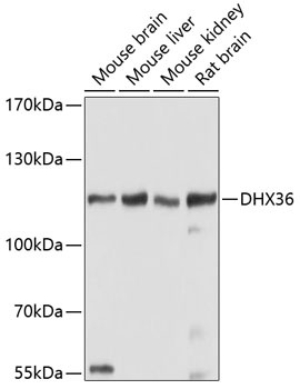 DHX36 Antibody