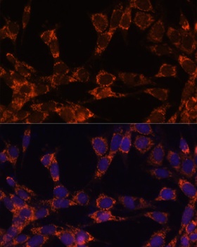UBE2F Antibody