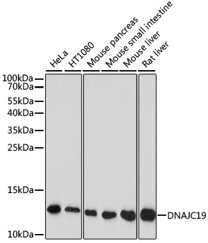 DNAJC19 Antibody