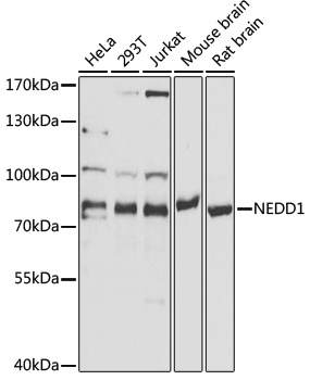 NEDD1 Antibody