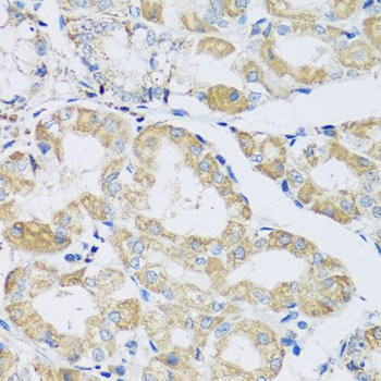 ATPIF1 Antibody