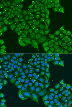 ATPIF1 Antibody