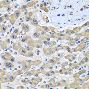 GFM1 Antibody