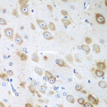 GFM1 Antibody