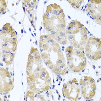 CBR4 Antibody