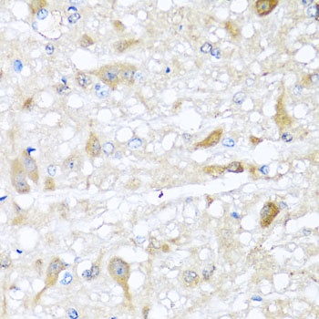 CBR4 Antibody