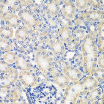 NAA50 Antibody