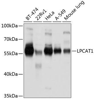 LPCAT1 Antibody