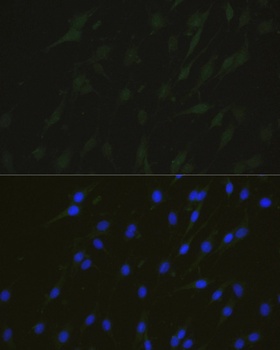 NHEJ1 Antibody