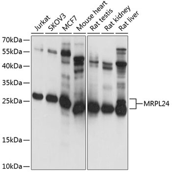 MRPL24 Antibody