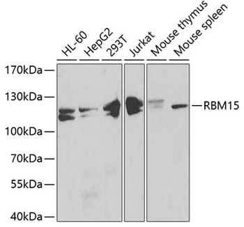 RBM15 Antibody