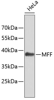 MFF Antibody