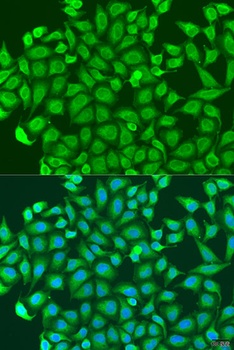 PCDHA6 Antibody