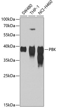 PBK Antibody