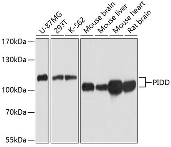 PIDD Antibody