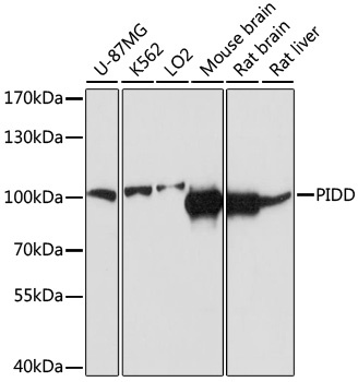 PIDD Antibody