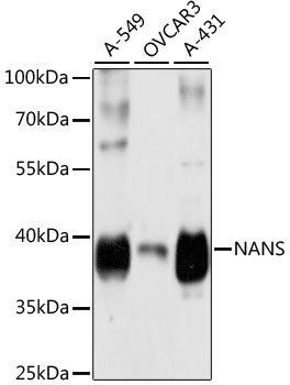 NANS Antibody