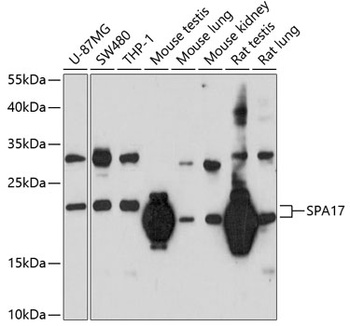 SPA17 Antibody