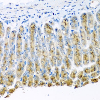 UQCR10 Antibody